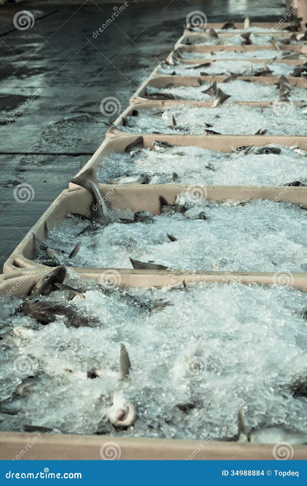 Catch of the Day Fresh Fish in Shipping Containers Stock Photo