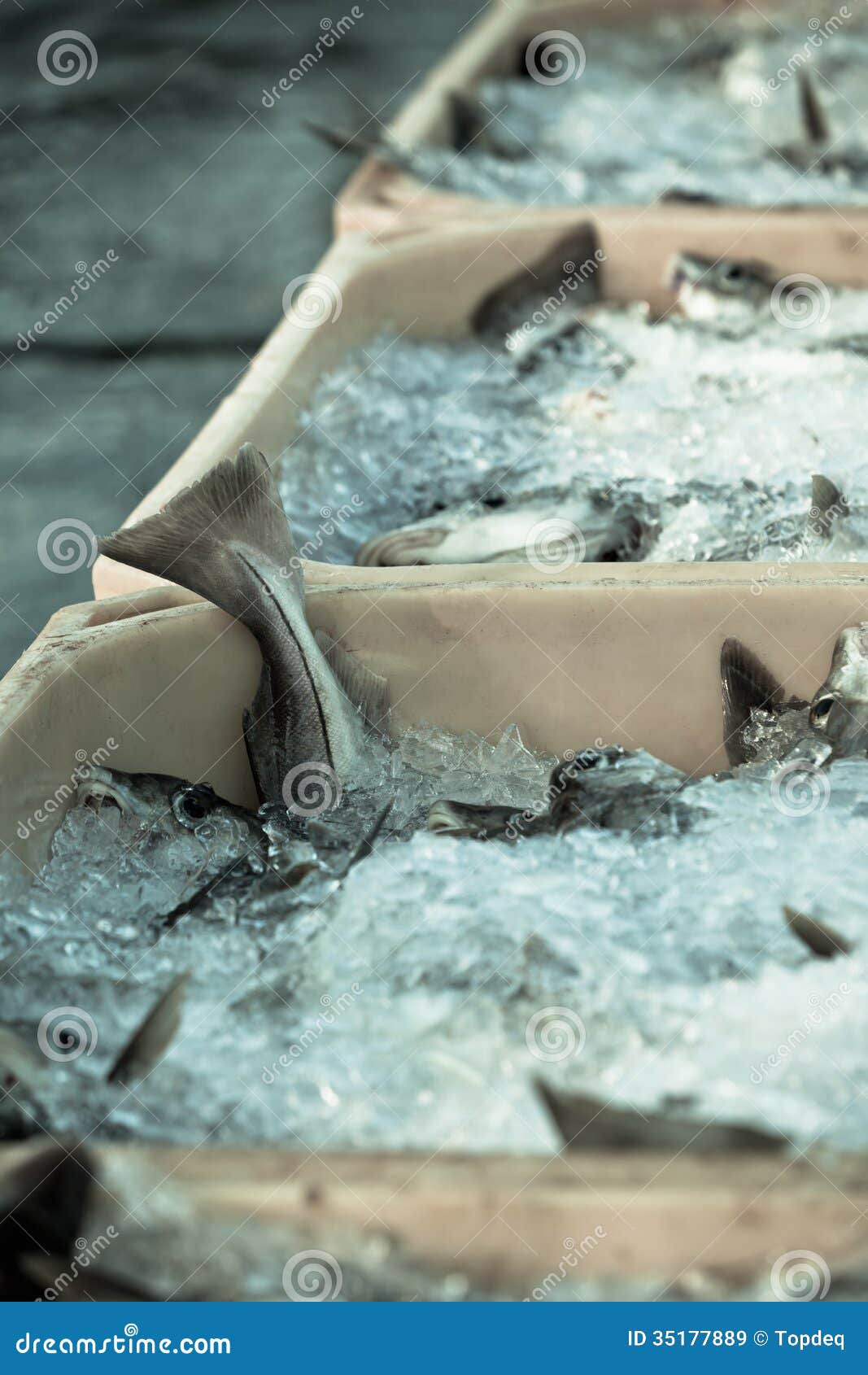 Catch of the Day Fresh Fish in Shipping Containers Stock Image
