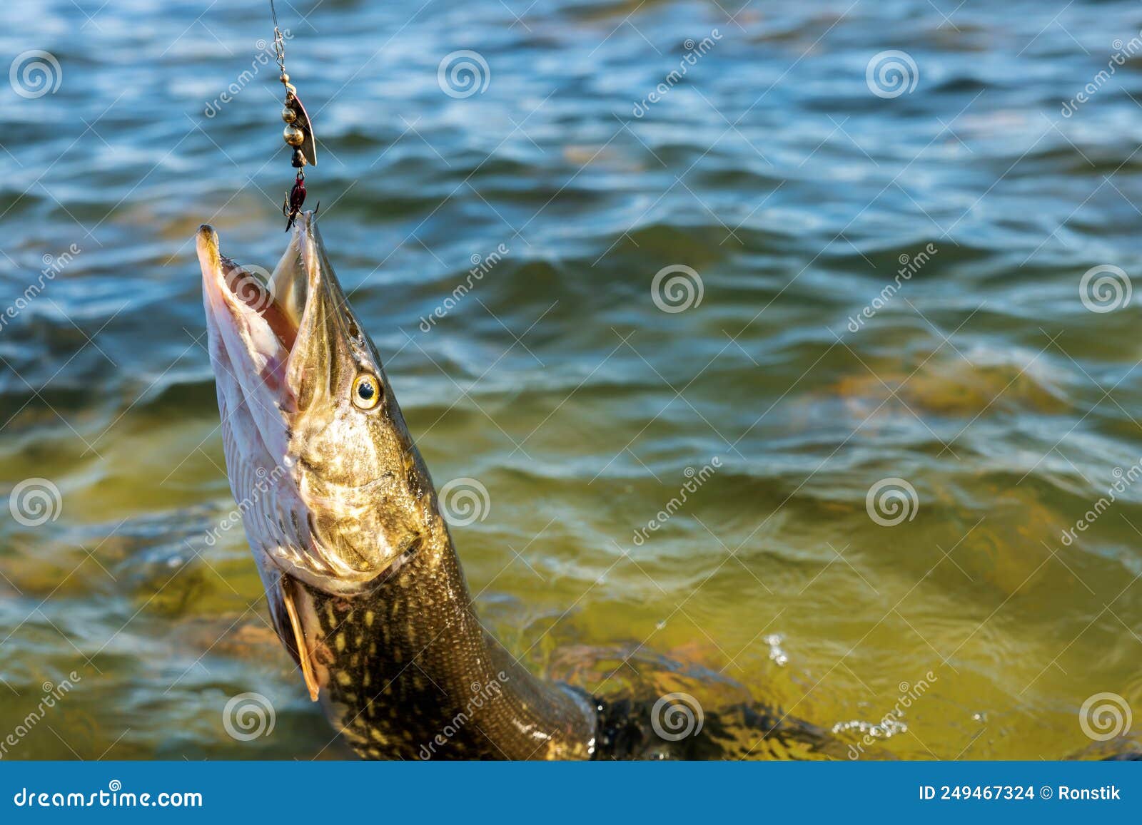 Catch a Fish. Pike Fishing with Spinner Lure Stock Photo Image of