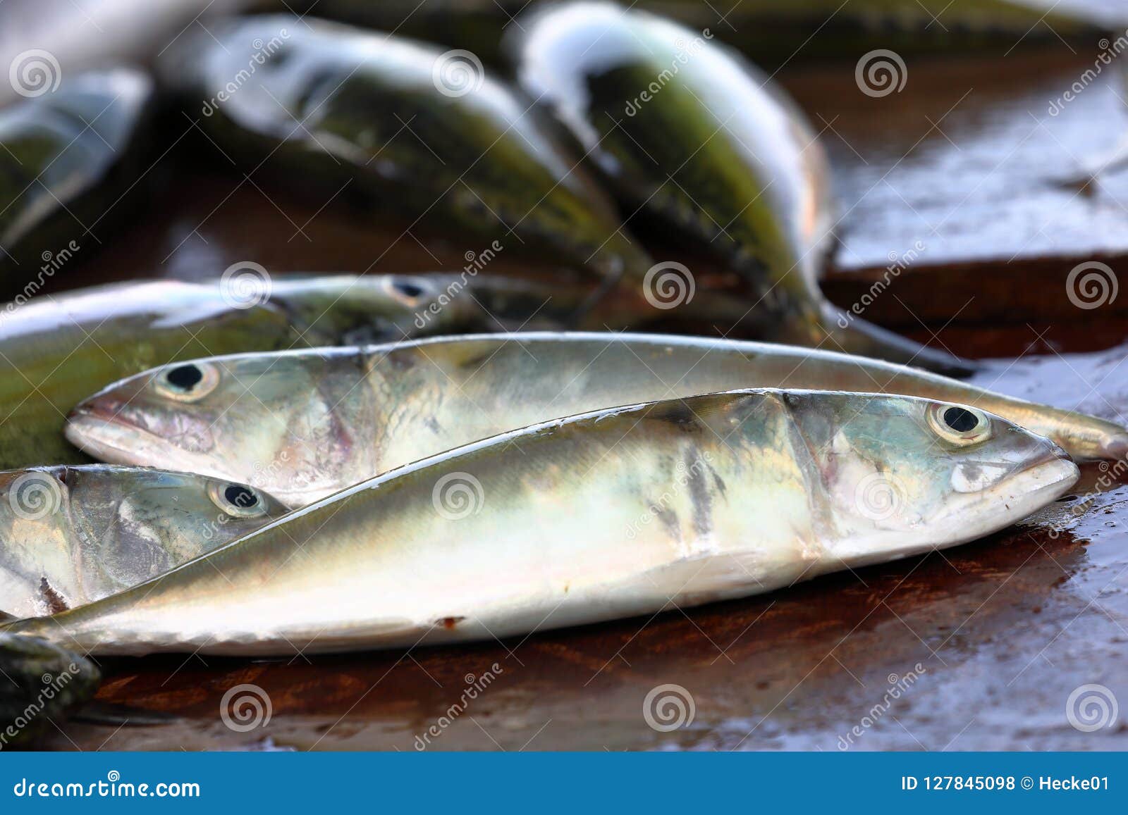 Catch of fresh fish stock photo. Image of seafood, gourmet 127845098