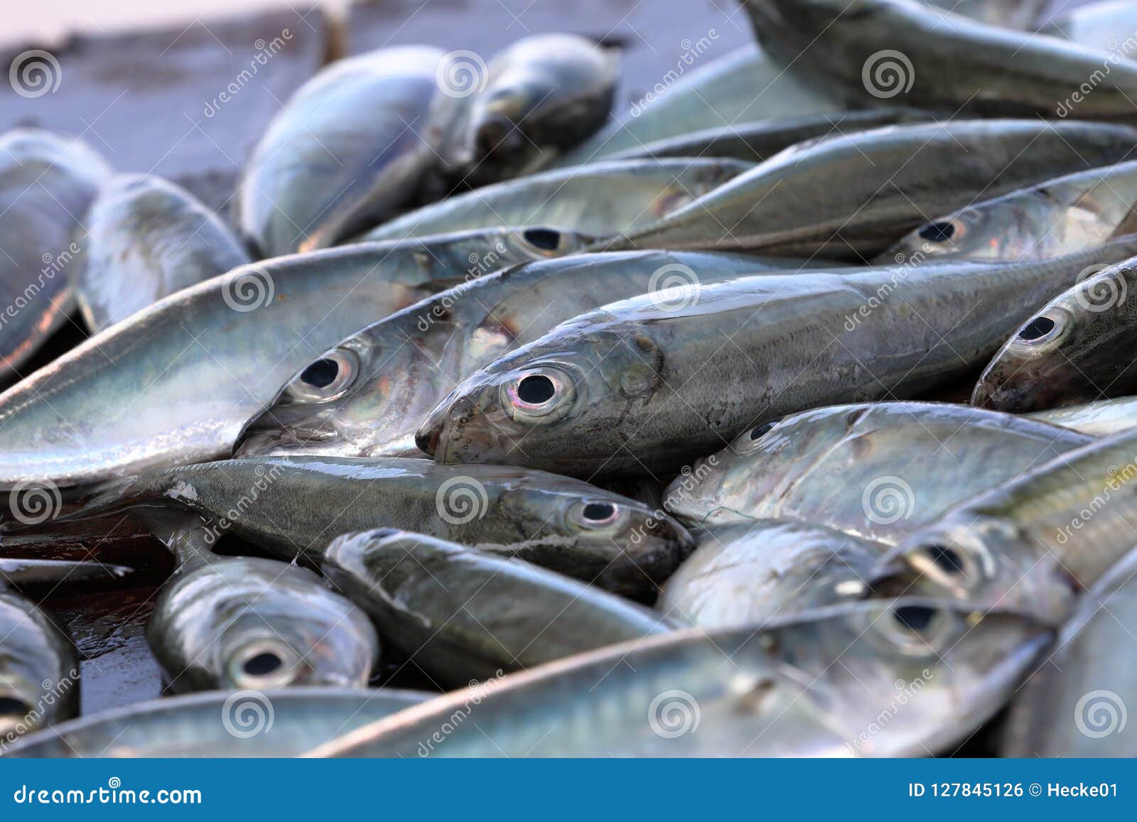 Catch of fresh fish stock photo. Image of fish, animal 127845126
