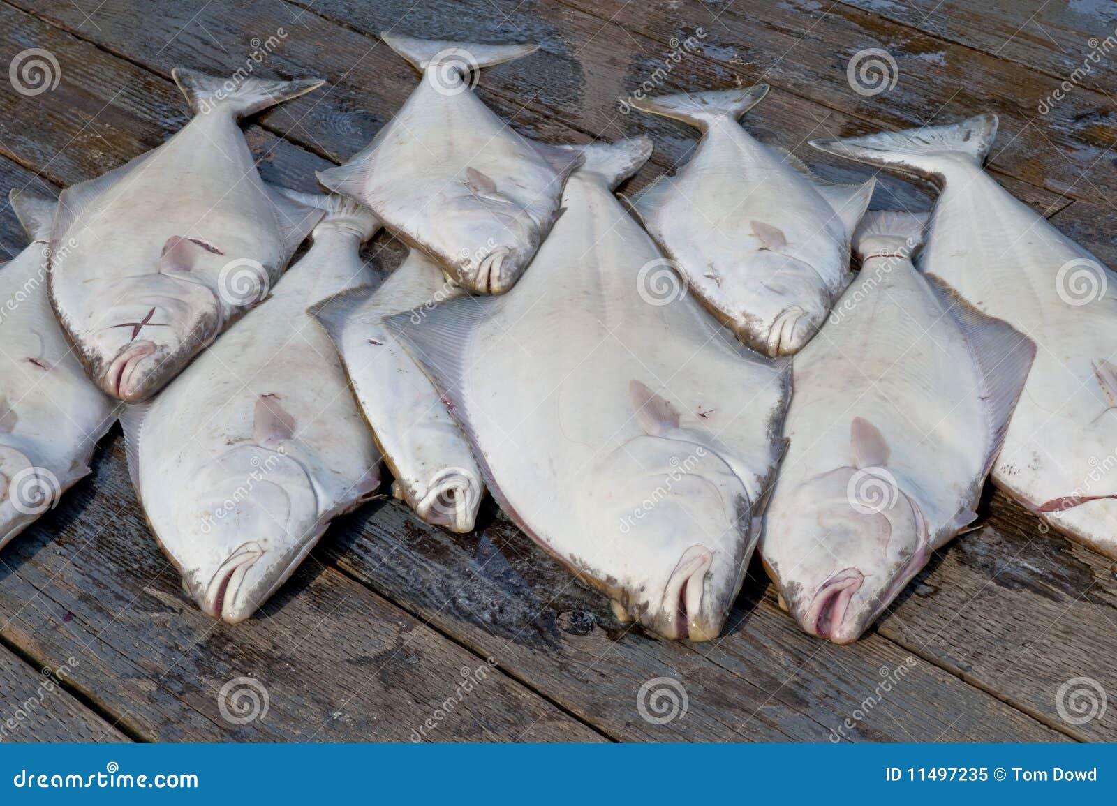 catch of halibut