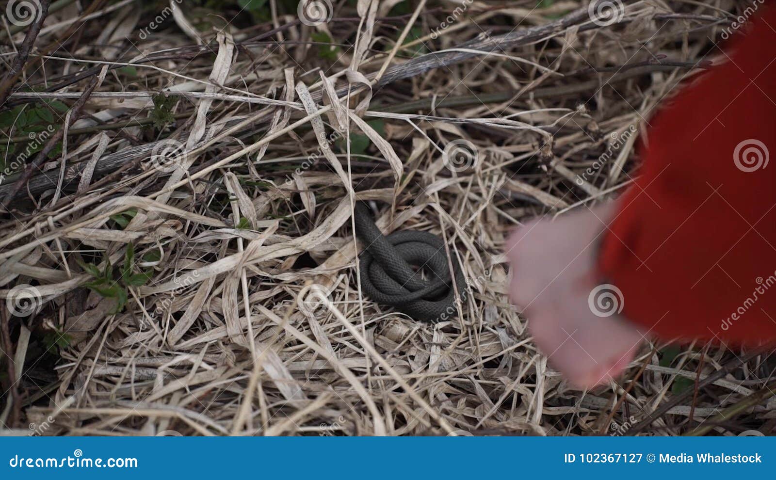 life 2 snake escape life 2 snake escape