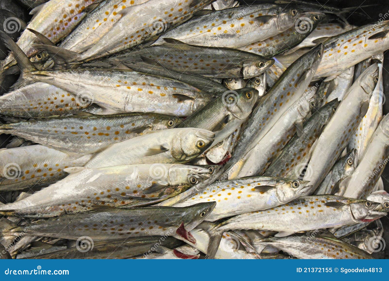 Catch of Spanish Mackerel Fish Stock Image Image of banks, bright