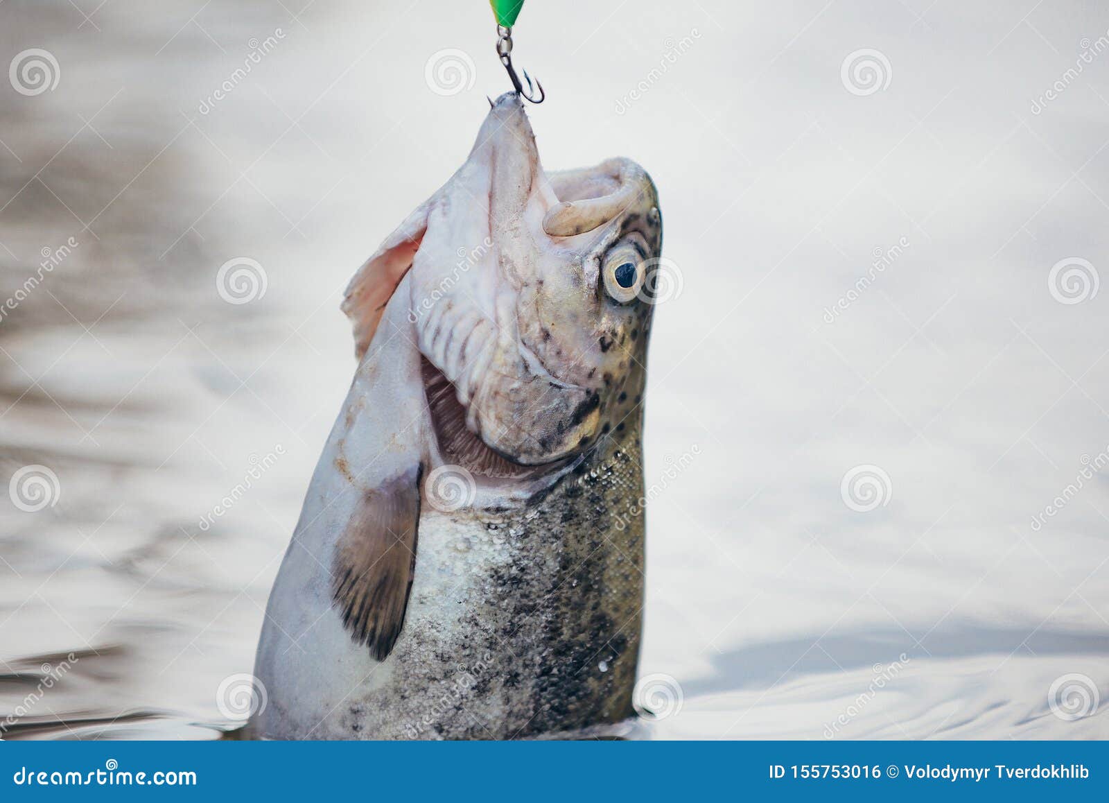 https://thumbs.dreamstime.com/z/catching-big-fish-fishing-pole-lure-fly-relaxing-enjoying-hobby-155753016.jpg