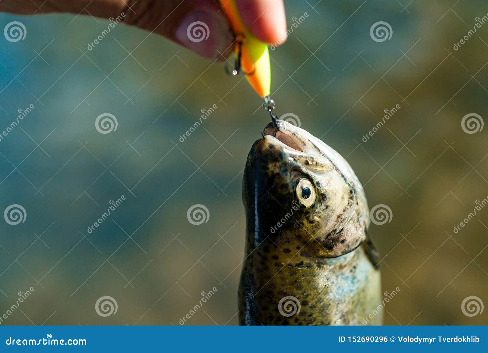 Catching a Big Fish with a Fishing Pole. Trout. Fishing. Steelhead Rainbow  Trout. Catches a Fish Stock Photo - Image of mouth, float: 152690296