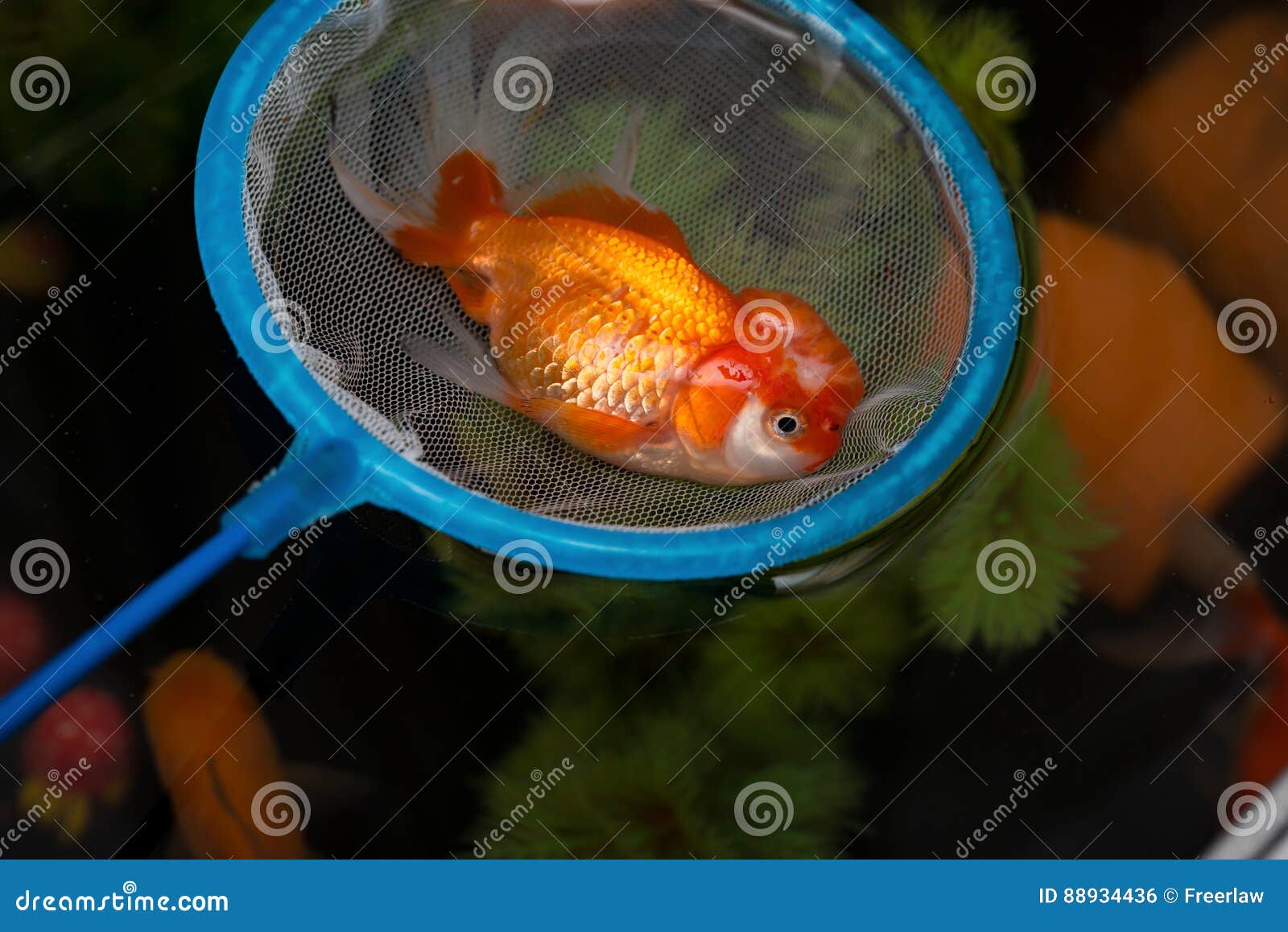 Catching a Dead Gold Fish Floating on Top Stock Photo Image of
