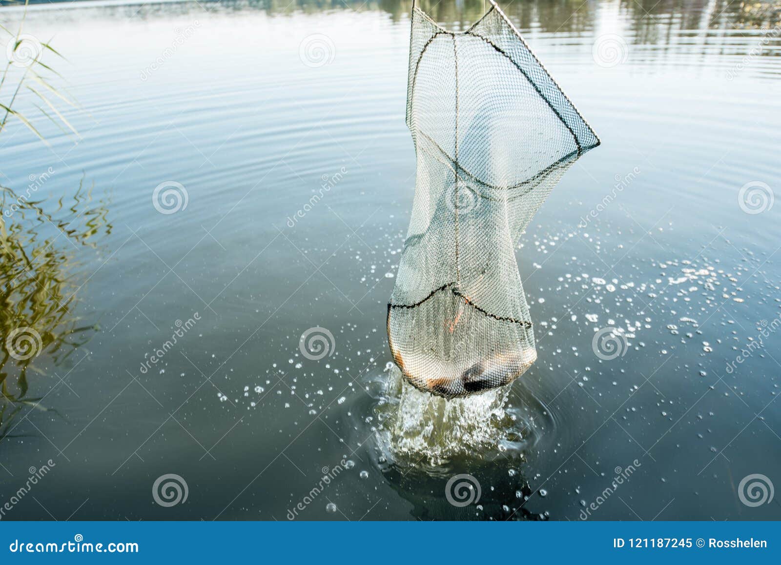 Catching fish with net stock image. Image of catching - 121187245