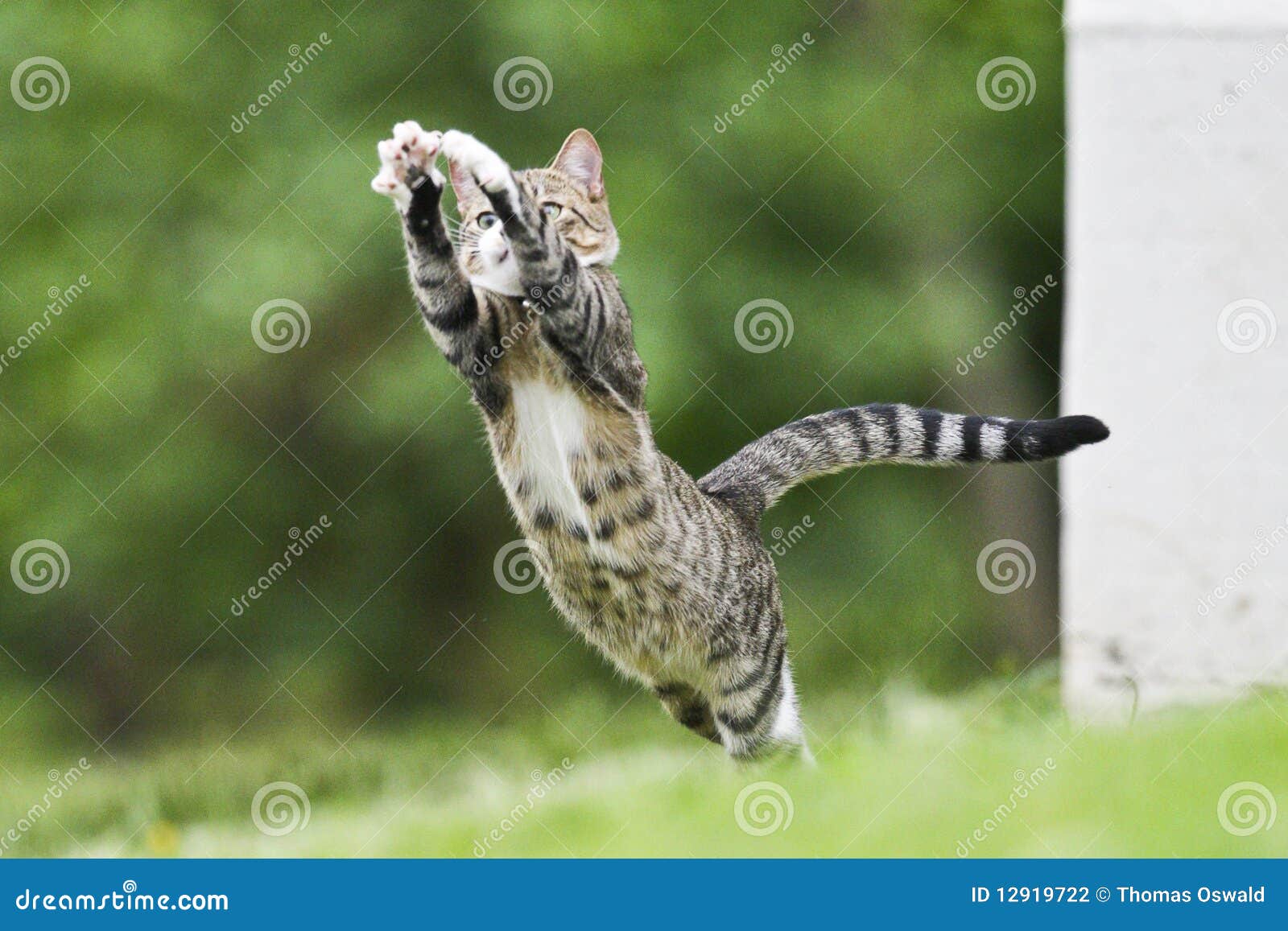 Catching a Fly stock photo. Image of eating, garden, home 12919722
