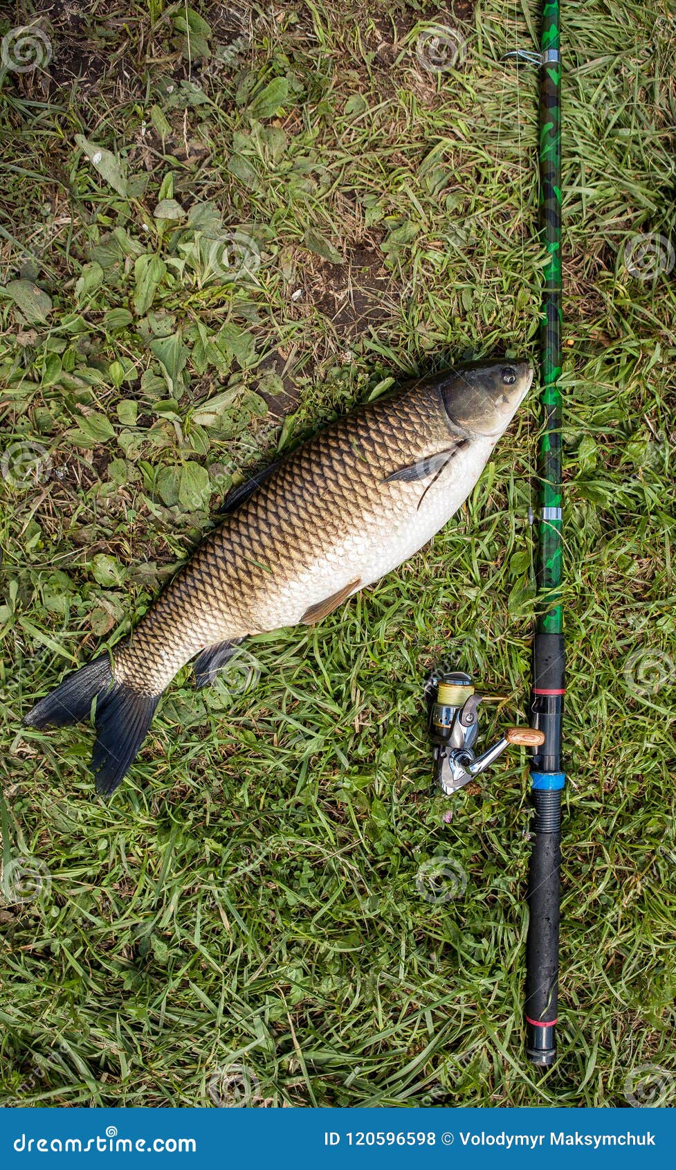 Catching Freshwater Fish and Fishing Rods with Fishing Reels on Green  Grass. White Amour and Fishing Rod with Reel Lying on Green Stock Photo -  Image of freshwater, bait: 120596598