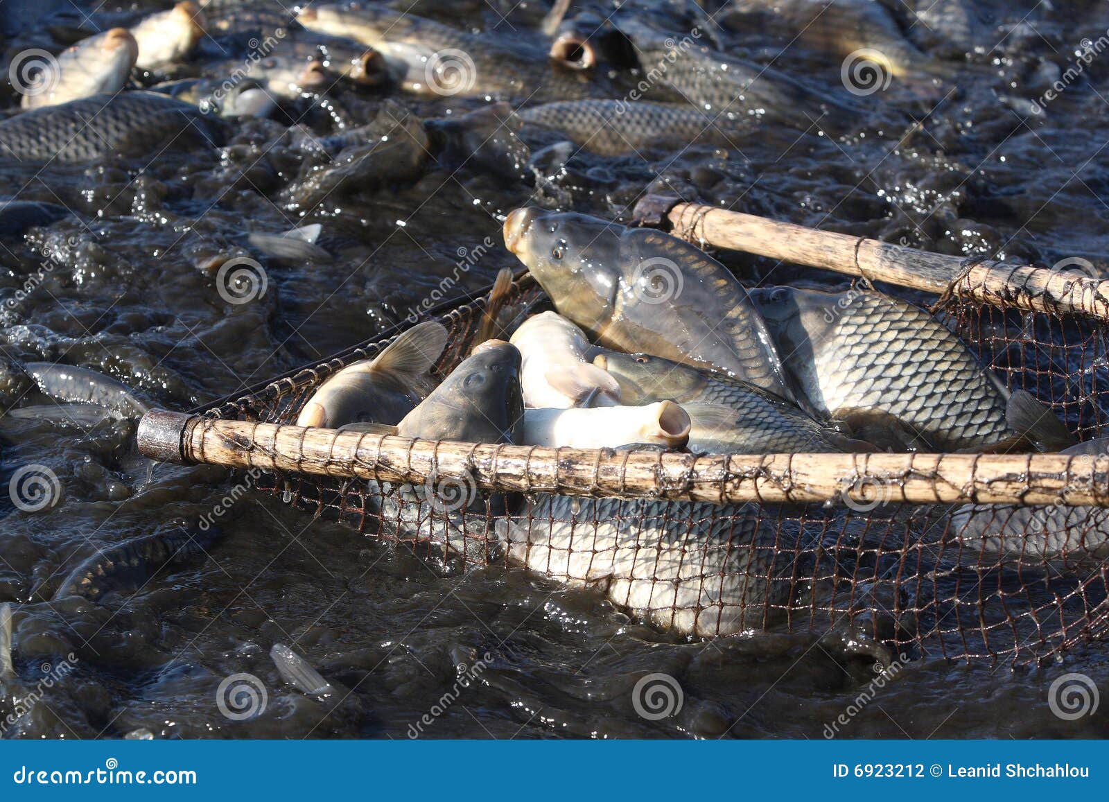 Image result for catching of fish