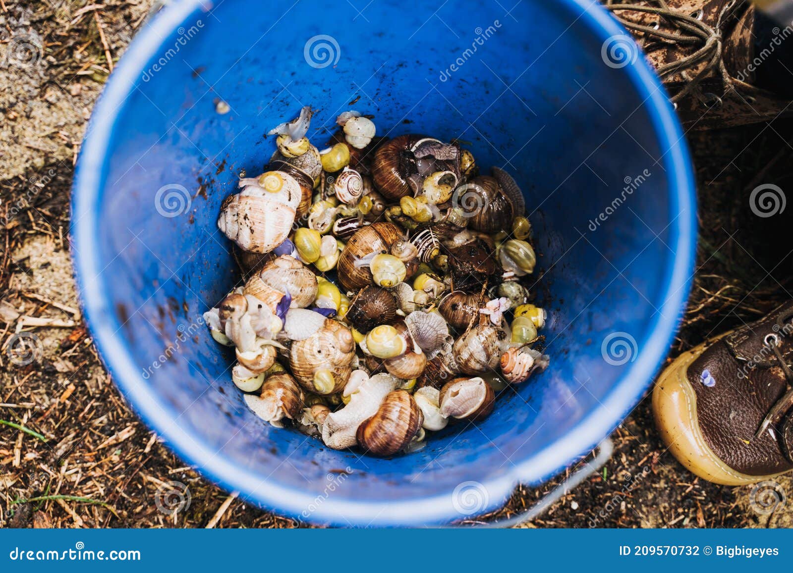 Catching Snails in the Garden in a Blue Pot Stock Photo Image of