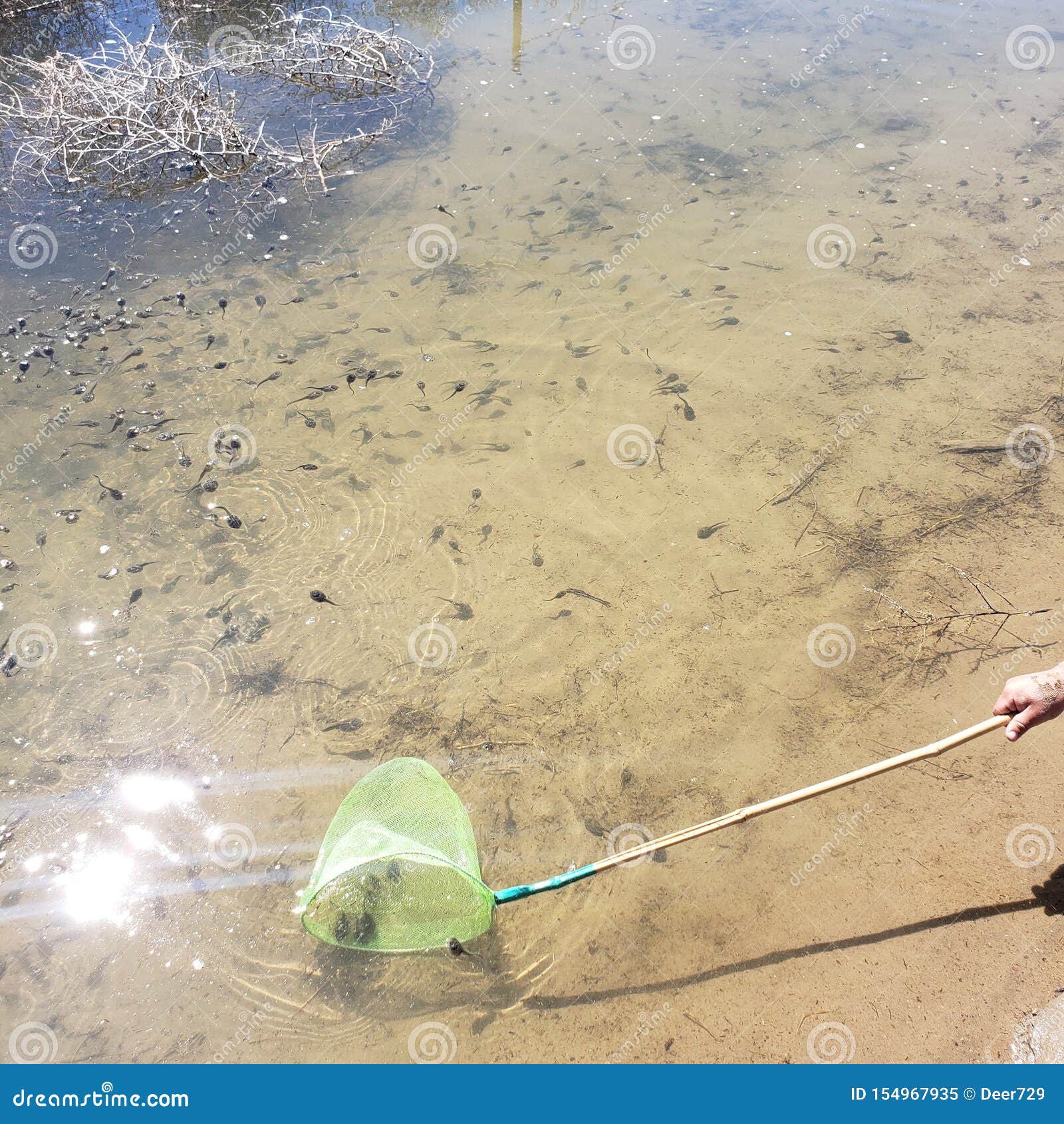 Catching Tadpoles with a Net Stock Image - Image of swim, crowded: 154967935