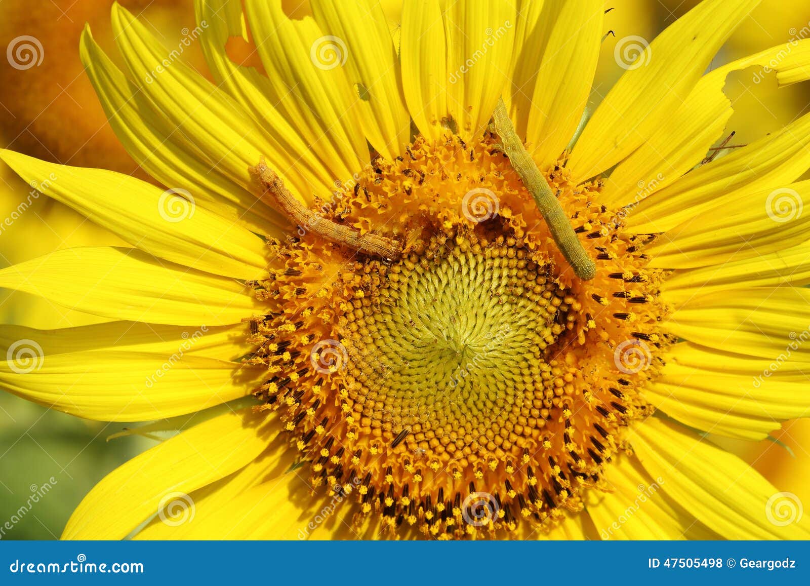 Caterpilla on Sunflower Pollen Stock Photo Image of caterpillar