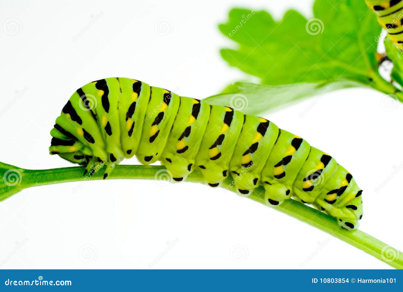 caterpillar