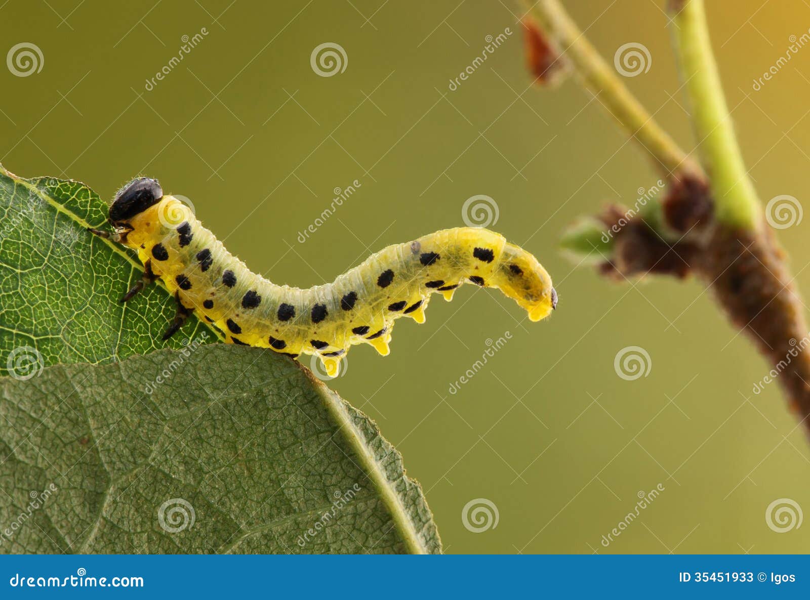 Caterpillar. Caterpillar sitzt auf einem Blatt. Insecta/Hautflügler/Symphyta/Tenthredinoidea