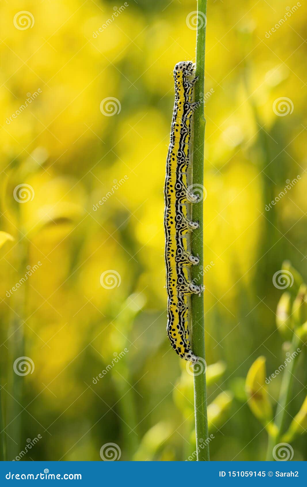 Yellow Caterpillar Identification Chart