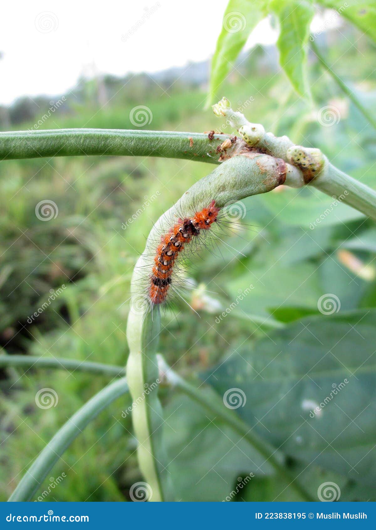 Caterpillar in beans stock image. Image of farming, green 223838195
