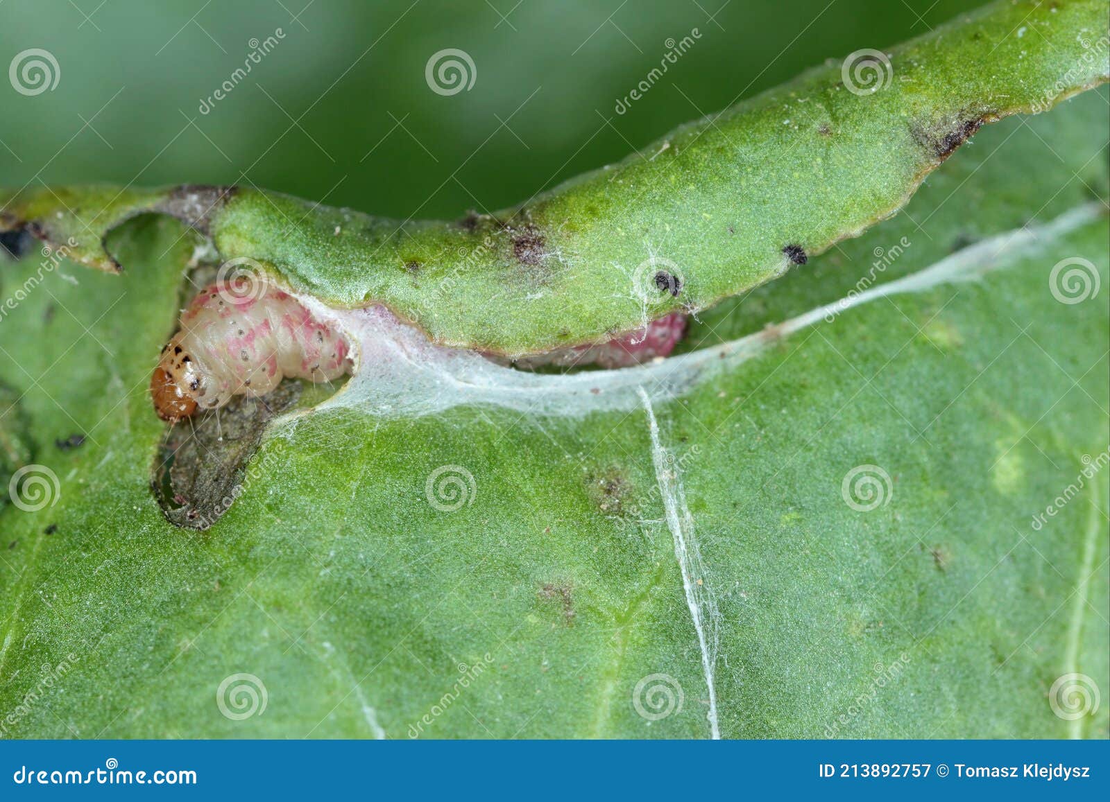 caterpillar of the beet moth scrobipalpa ocellatella. this is an important pest of sugar beet.