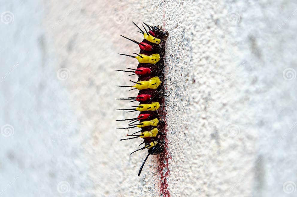 Multi Coloured Caterpillar stock photo. Image of isolation - 163044254