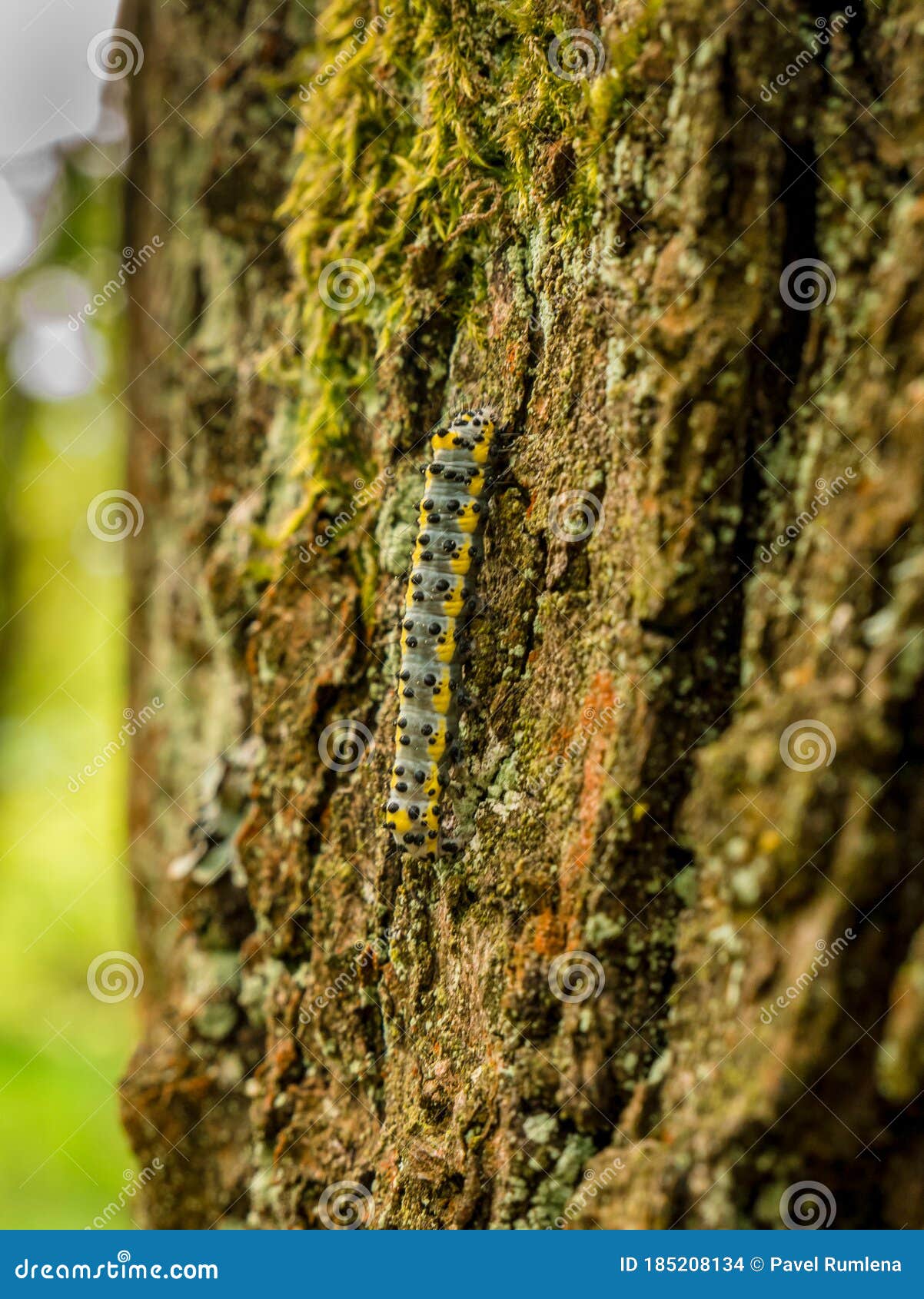 caterpillar with black dots and yellow stripes. toadflax/brocade moth calophasia lunula
