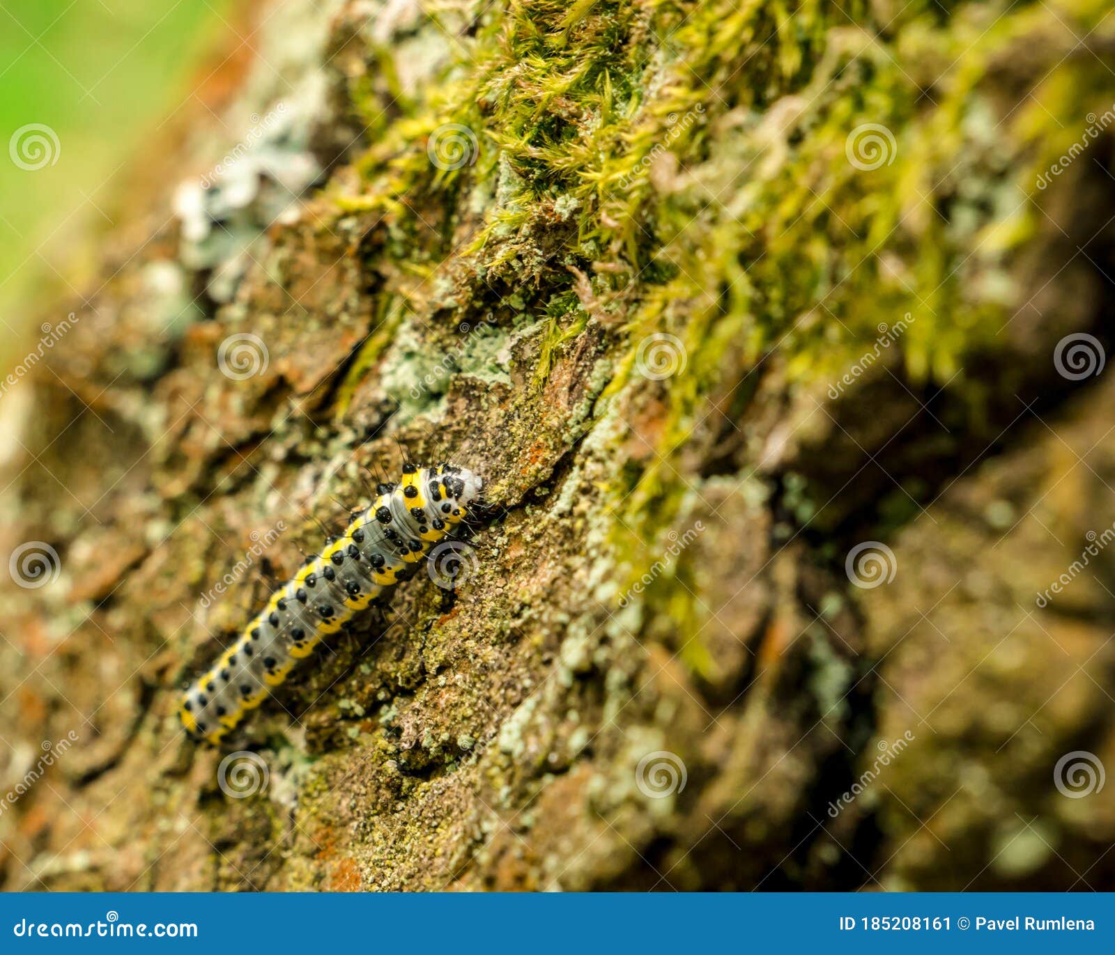 caterpillar with black dots and yellow stripes. toadflax/brocade moth calophasia lunula
