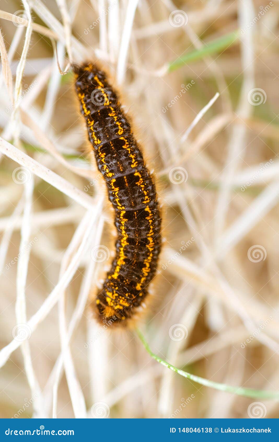 Caterpillar Black And Orange And Yellow Caterpillar Stock Photo Image Of Butterfly Larva