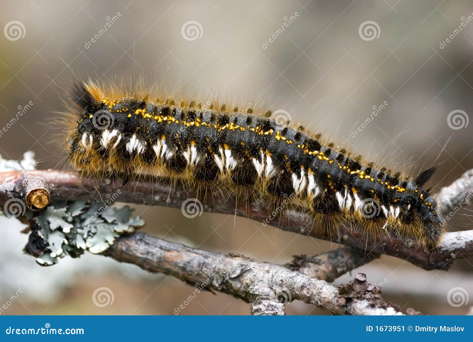 Caterpillar on a branch stock image. Image of animal, bugs 1673951