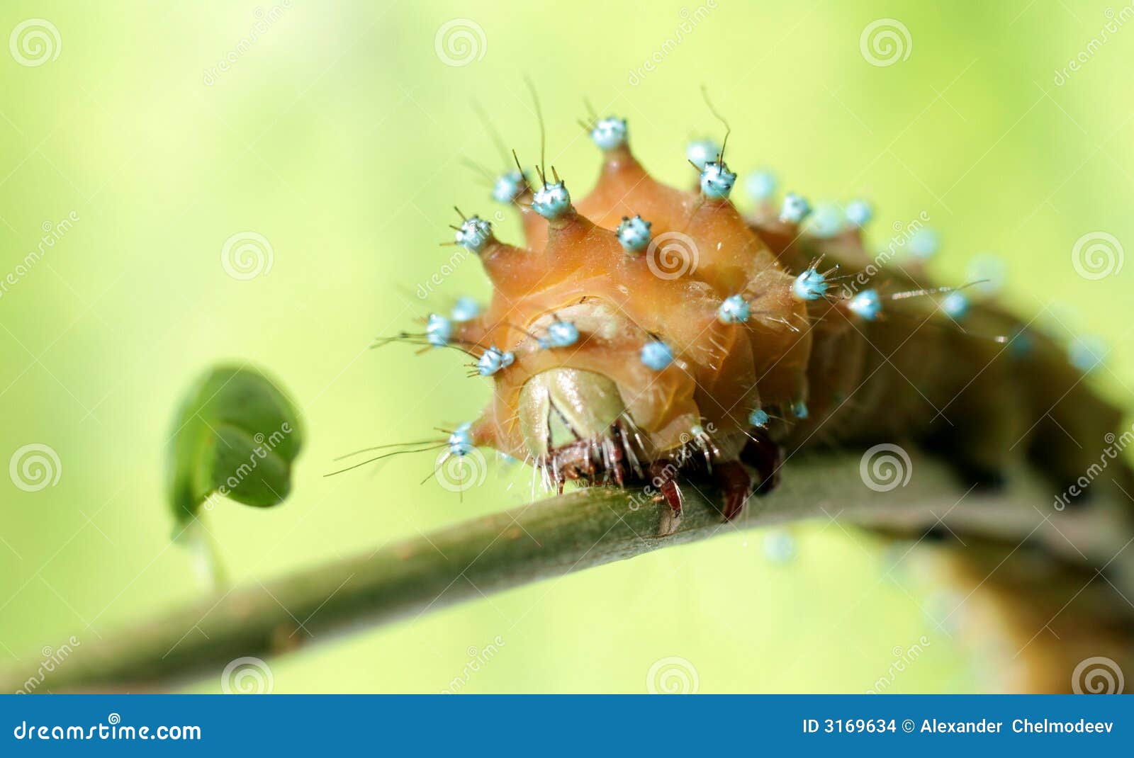Caterpillar on branch 2 stock photo. Image of branch, macro 3169634