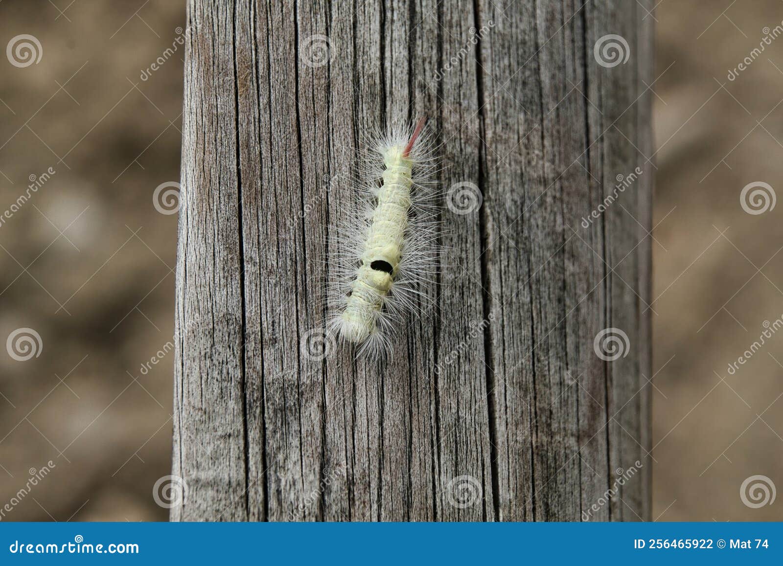 Caterpillar on a branch stock photo. Image of nature 256465922