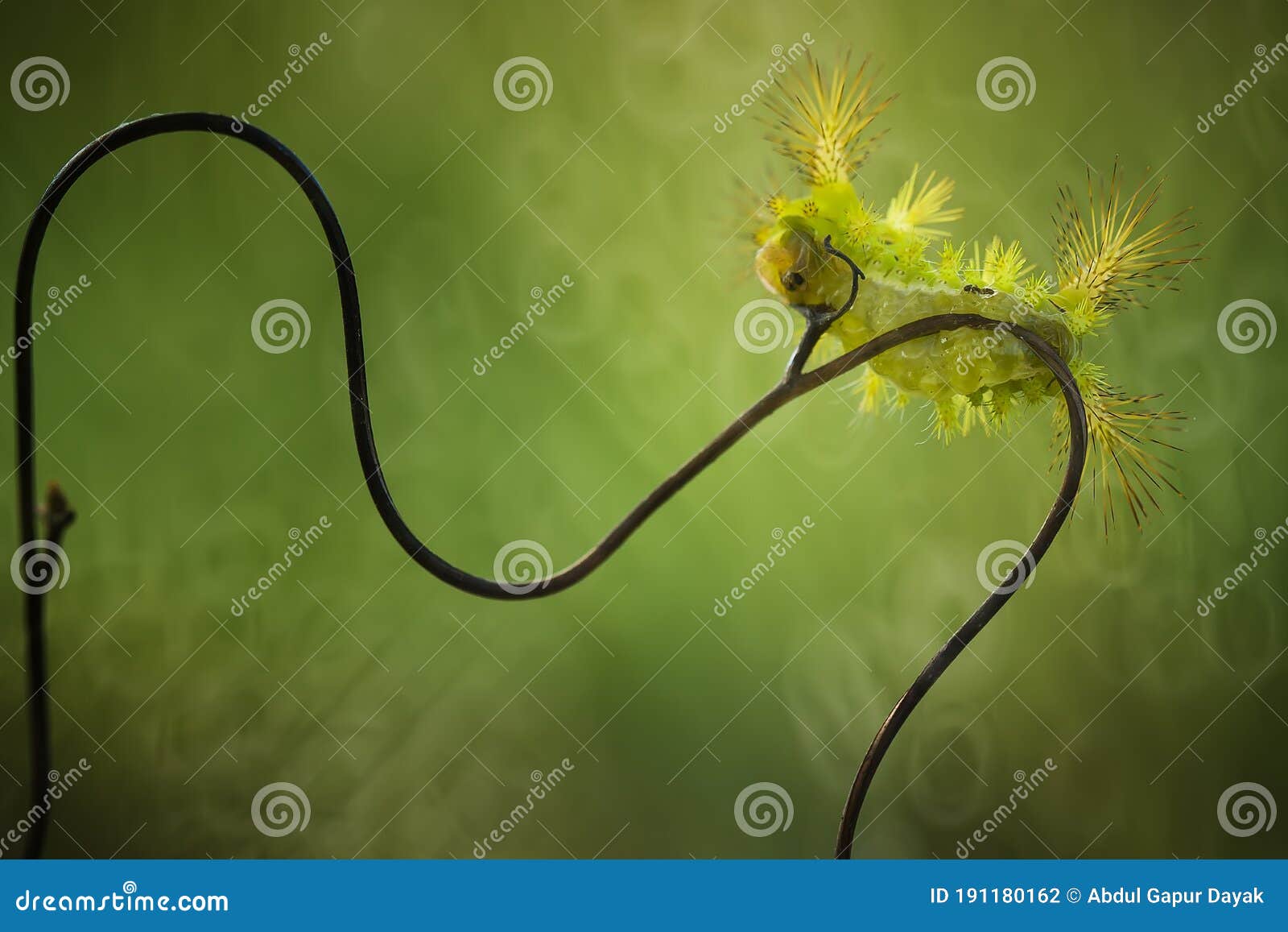 caterpillar on branch