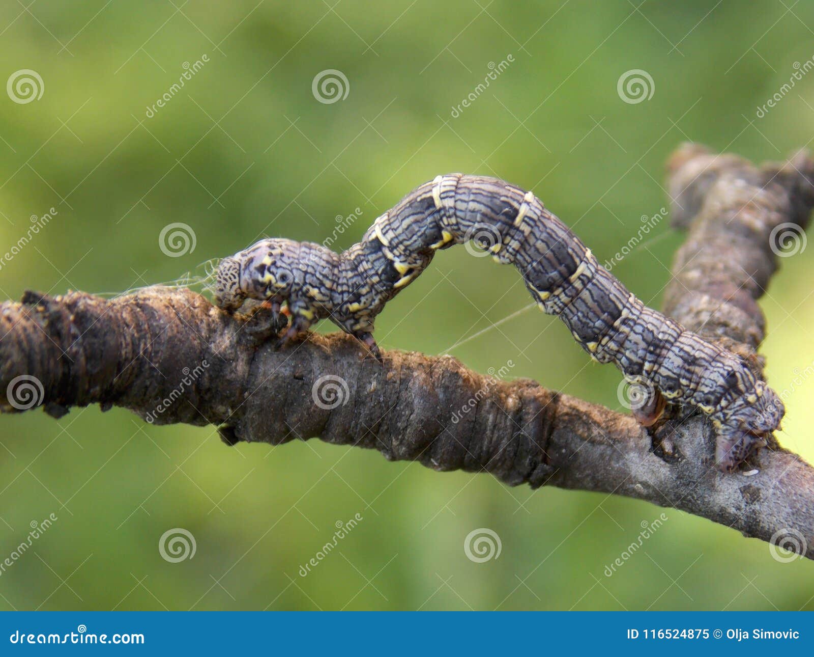 Caterpillar on the branch stock image. Image of little 116524875