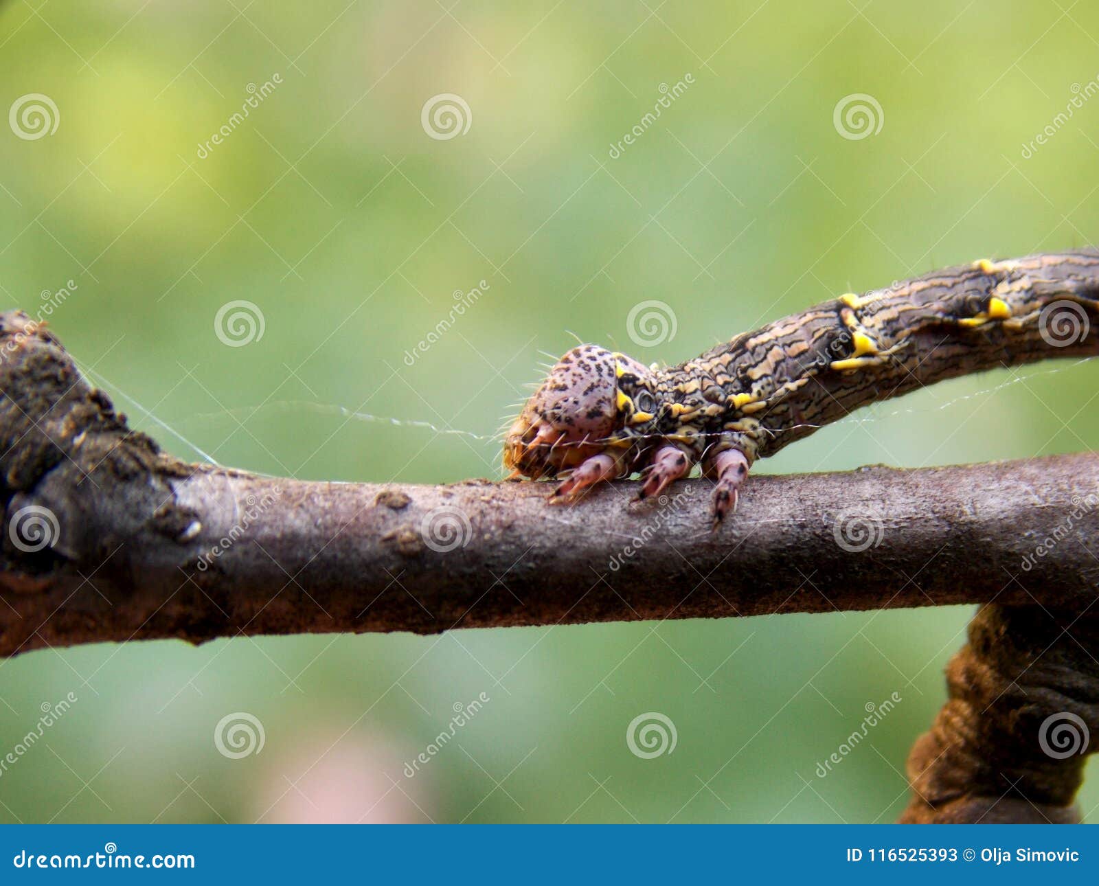 Caterpillar on the branch stock image. Image of insect 116525393
