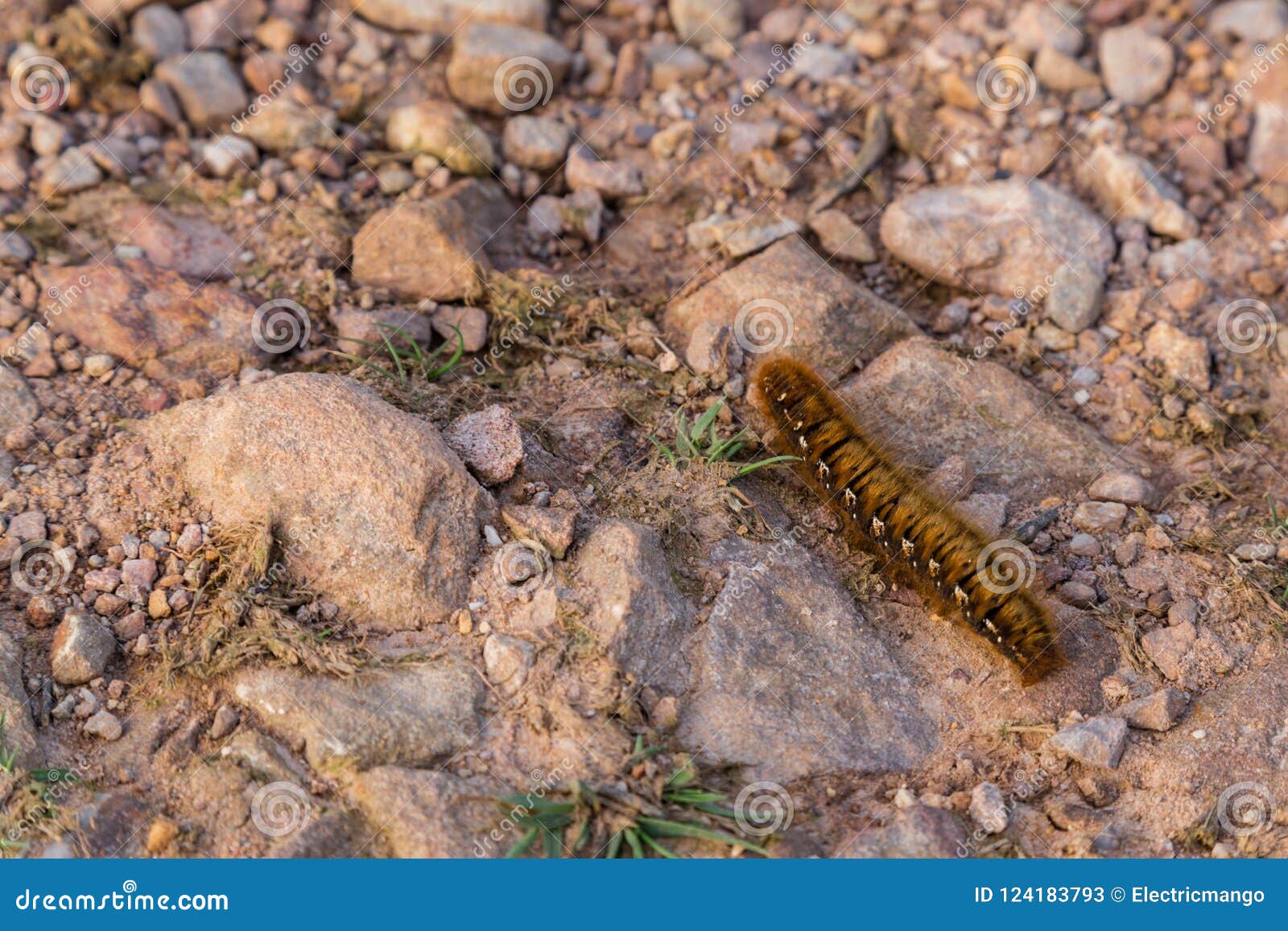 Black Caterpillar Identification Chart