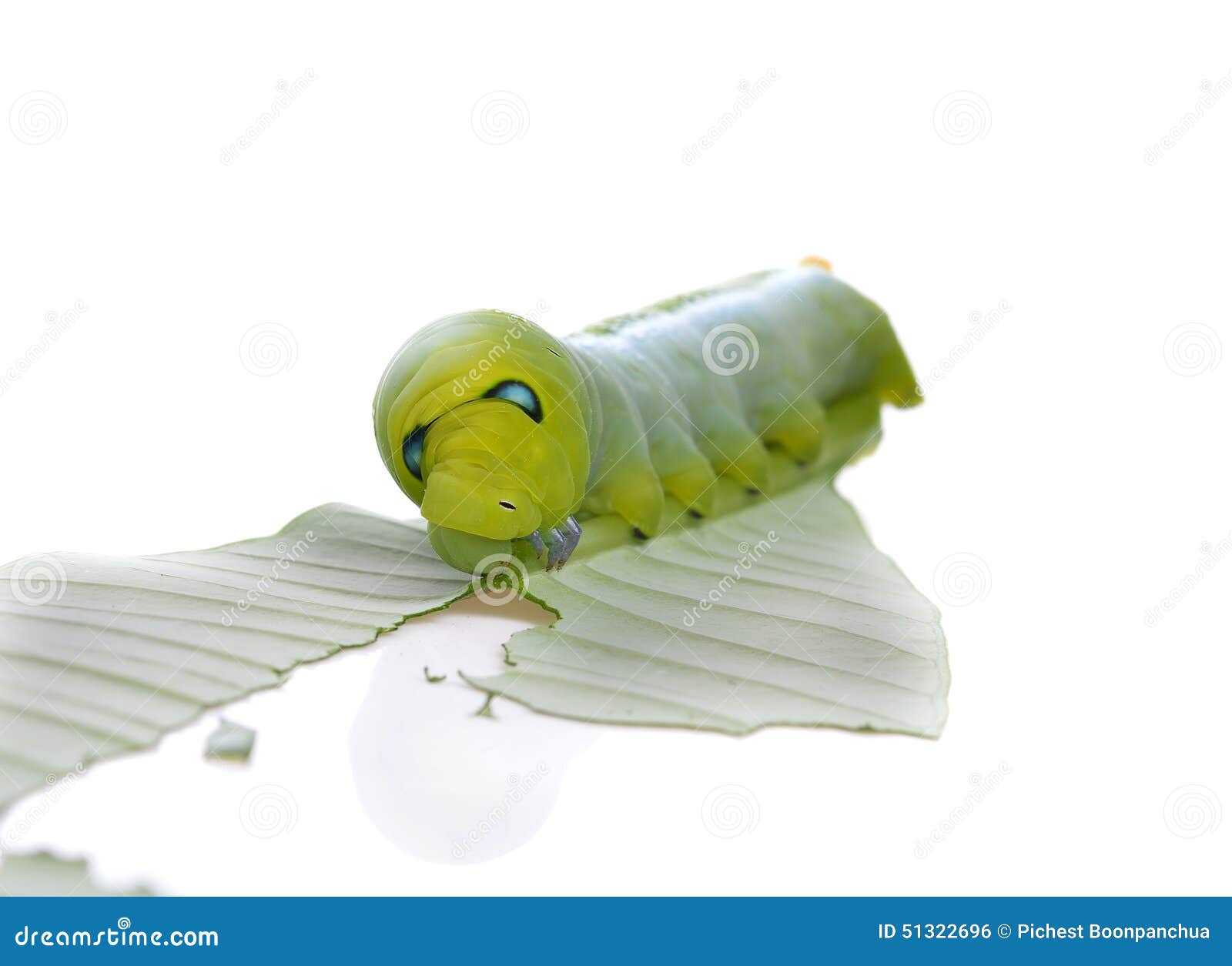 caterpillar of butterfly on leaf