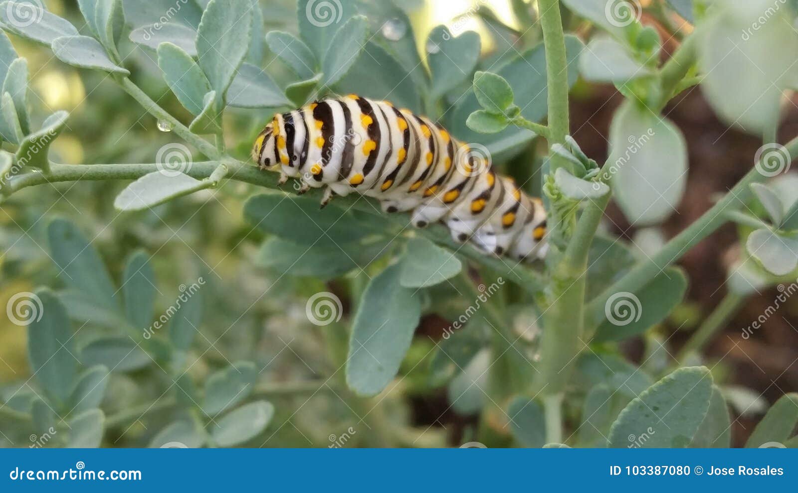 caterpillar of butterfly macaon papilio machaon