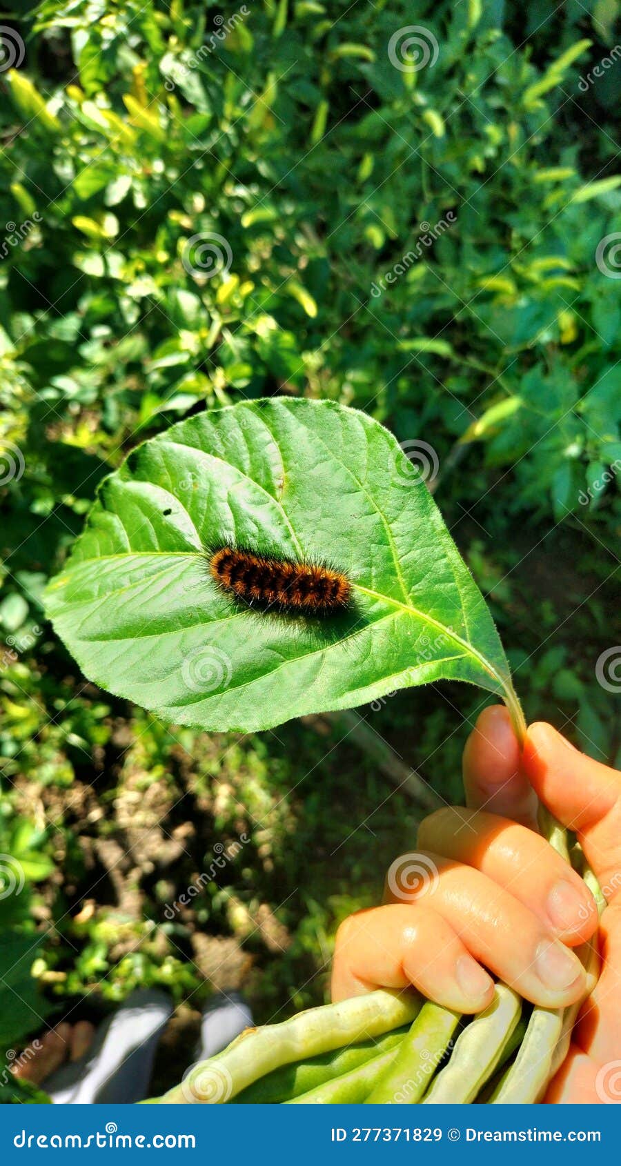 A Caterpillar on a Chili Leaf. Stock Image Image of chili, ricefield