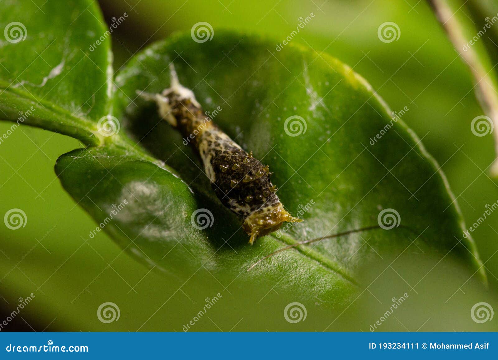 Caterpillar Citrus on Lemon Leaf Stock Image Image of nature, abdomen