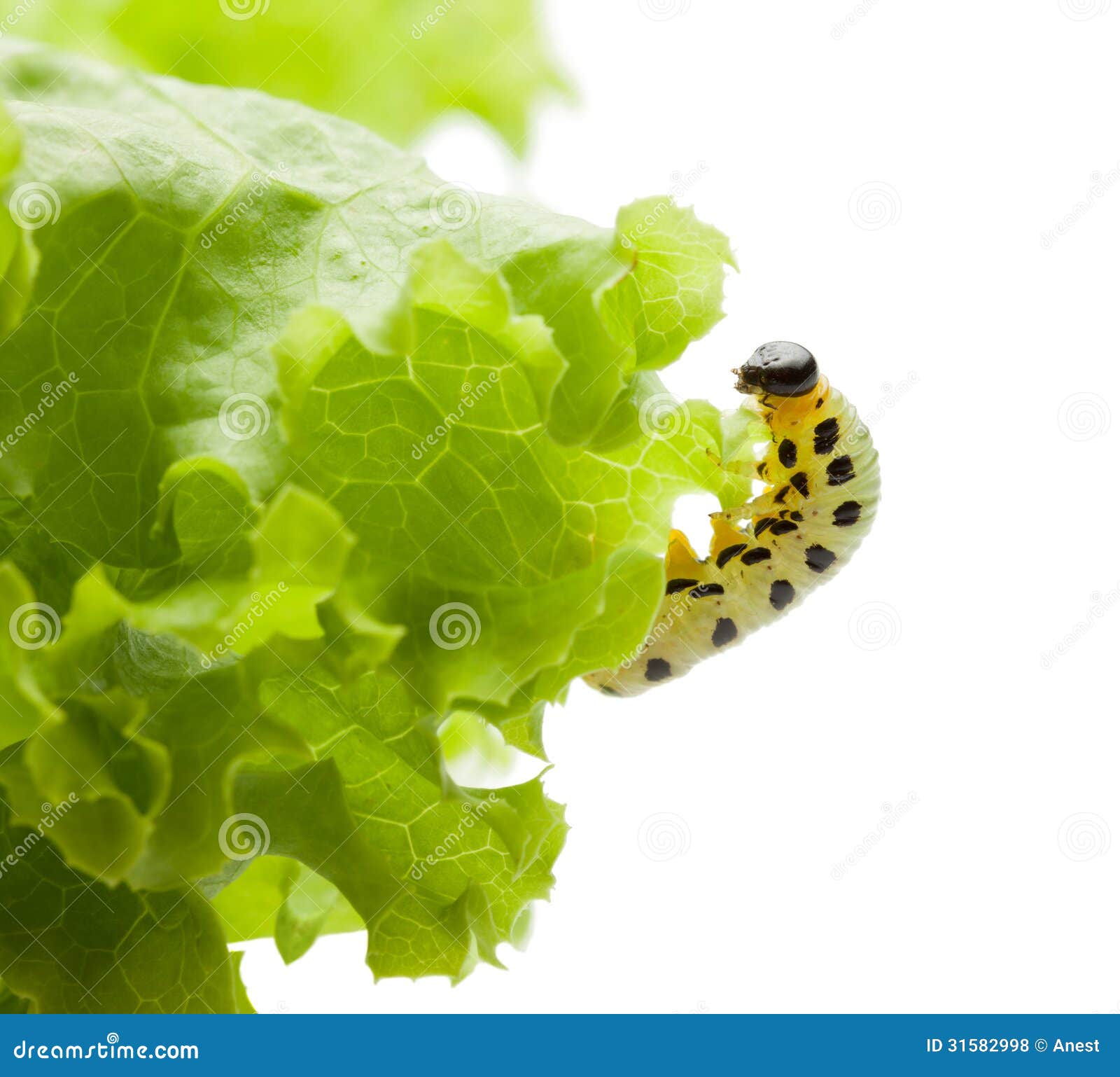 Caterpillar Climbing on Lettuce Stock Photo Image of climbing, detail