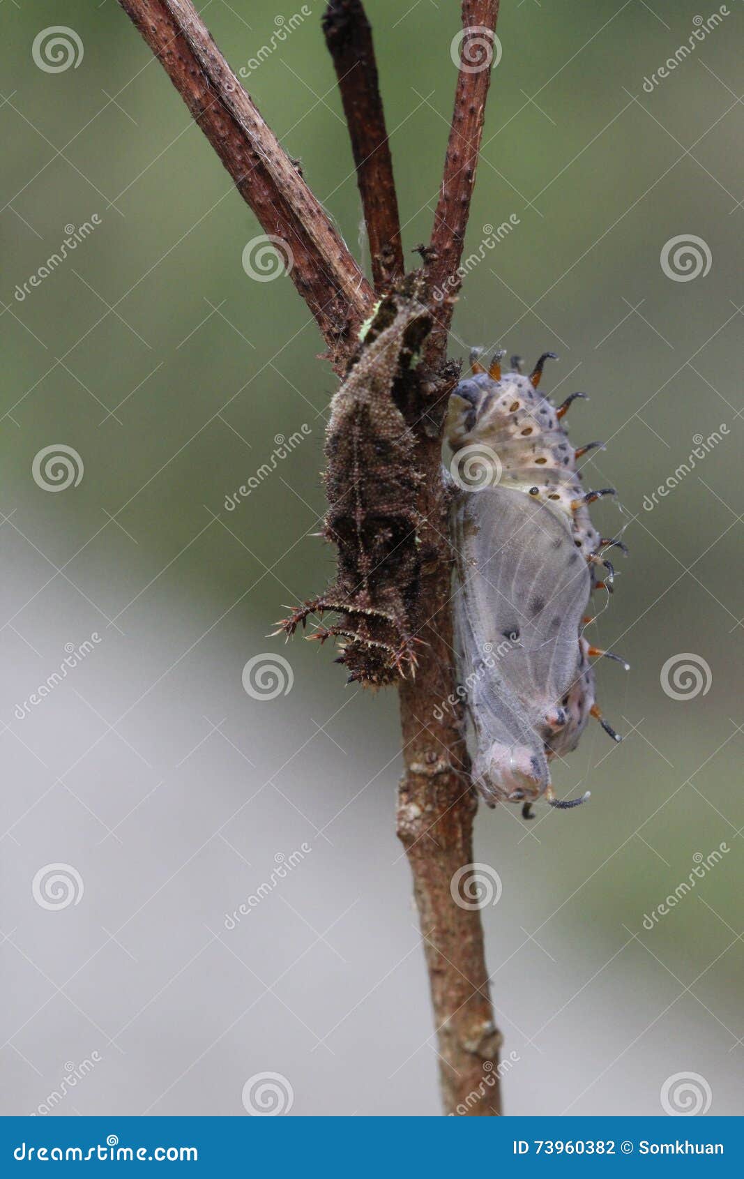 Caterpillar stock photo. Image of caterpillarcaterpillar 73960382