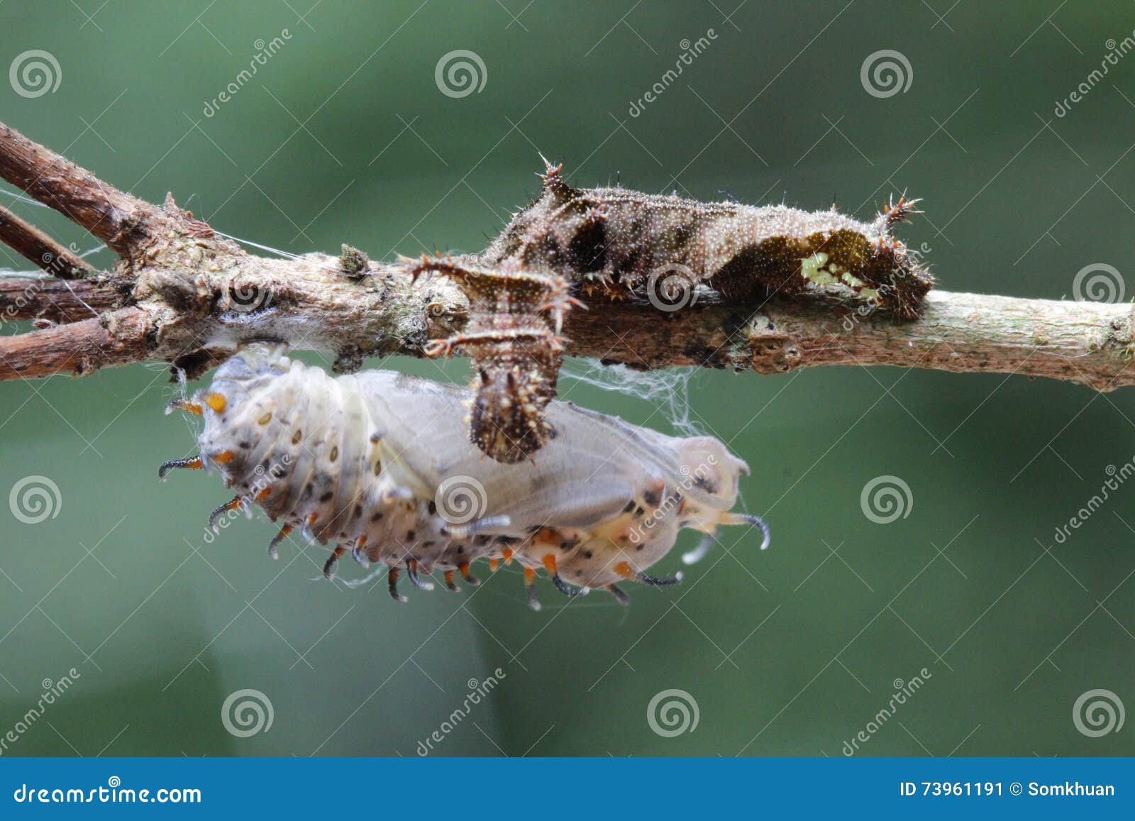 Caterpillar stock image. Image of chrysalid, weevil, caterpillar 73961191
