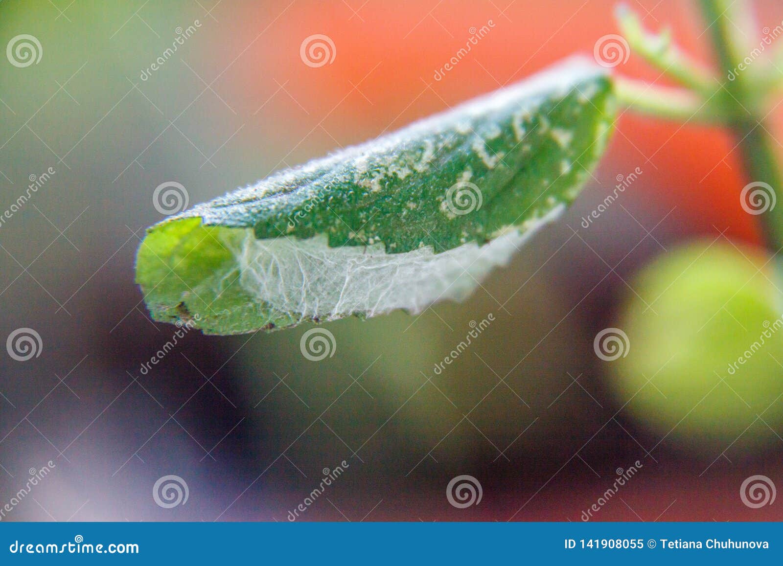 Caterpillar in a Cocoon on a Mint Leaf. Closeup Stock Image Image of
