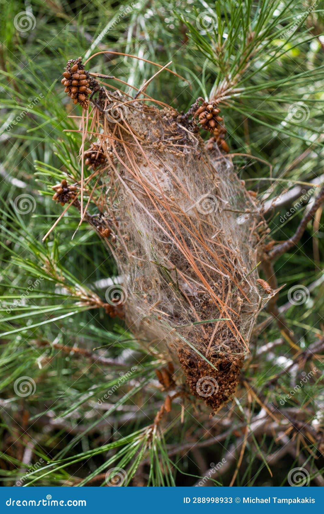 Caterpillar Cocoon on a Pine Tree Stock Image Image of moth, closeup