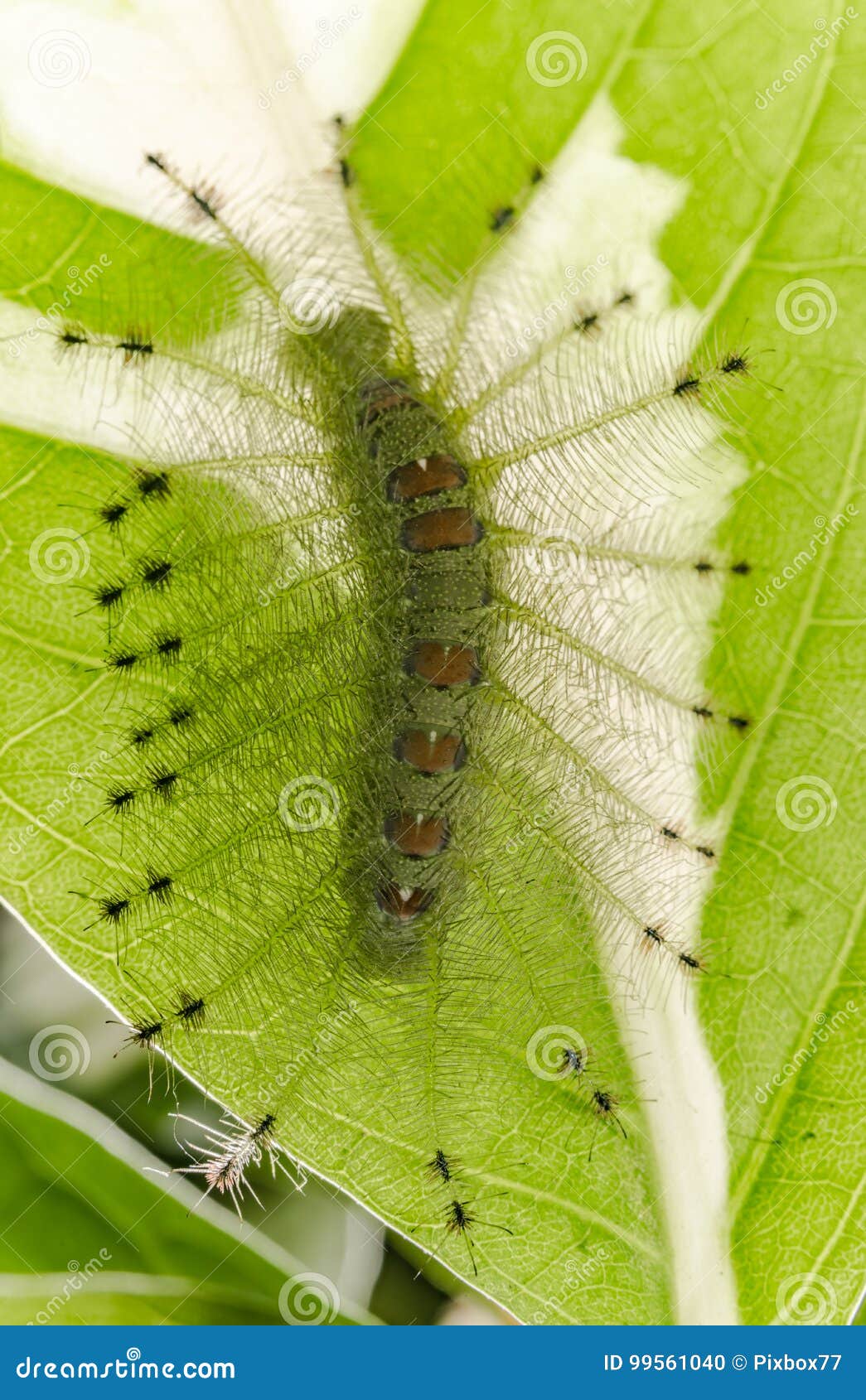 Yellow Caterpillar Identification Chart