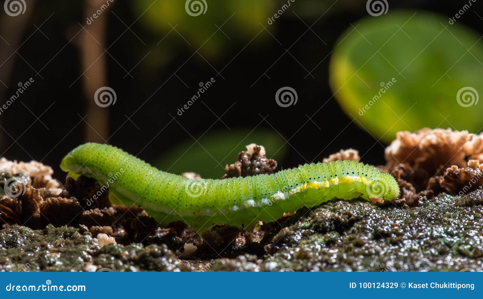 Yellow Caterpillar Identification Chart