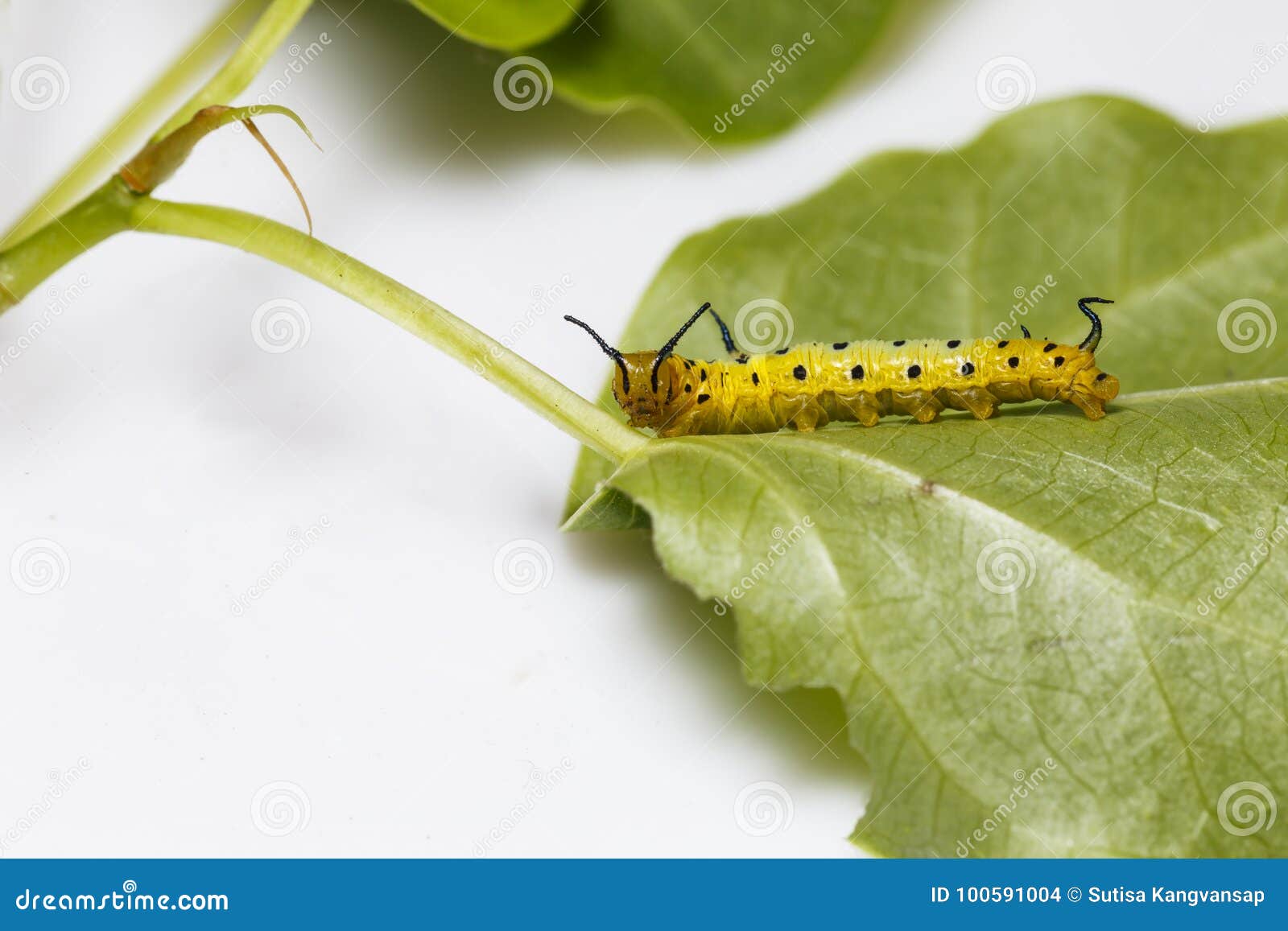 Yellow Caterpillar Identification Chart