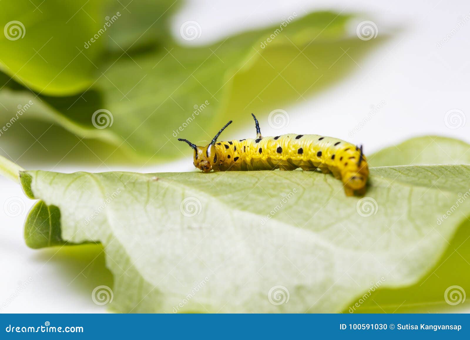 Yellow Caterpillar Identification Chart