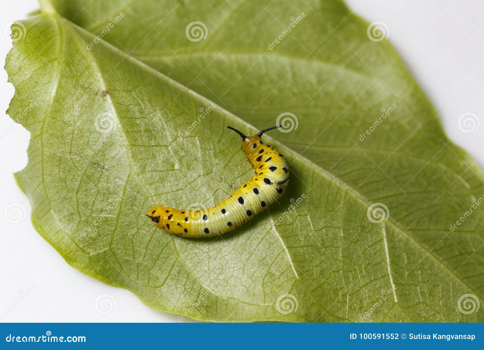 Yellow Caterpillar Identification Chart