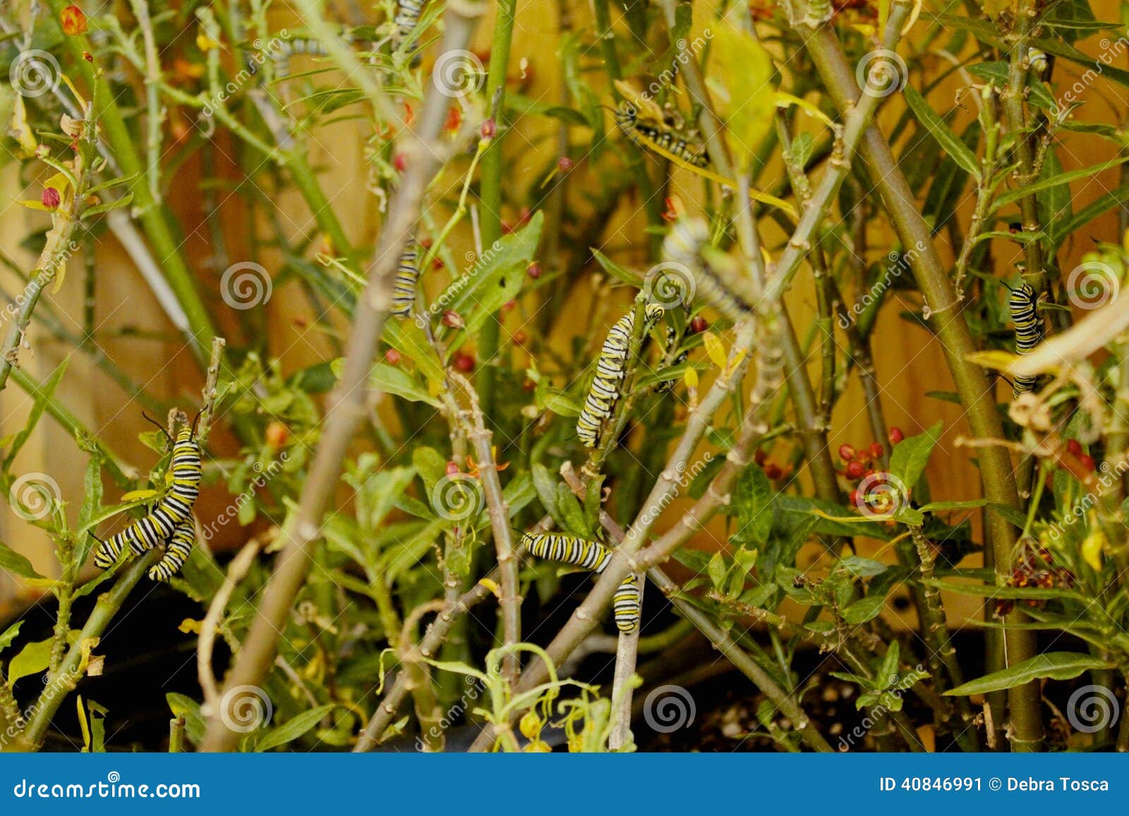 Caterpillar community stock image. Image of community 40846991