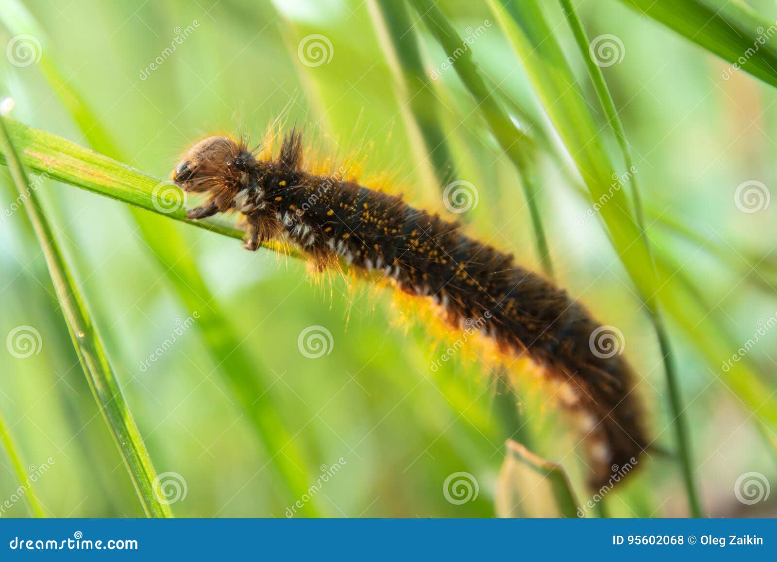Caterpillar Crawling on the Grass Stock Photo Image of caterpillar